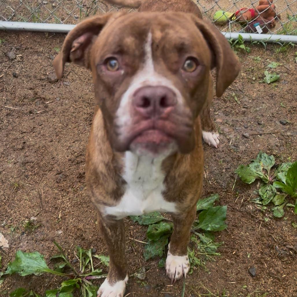 Jim, a Adoptable mixed breed in Fairmont, WV image 5/5