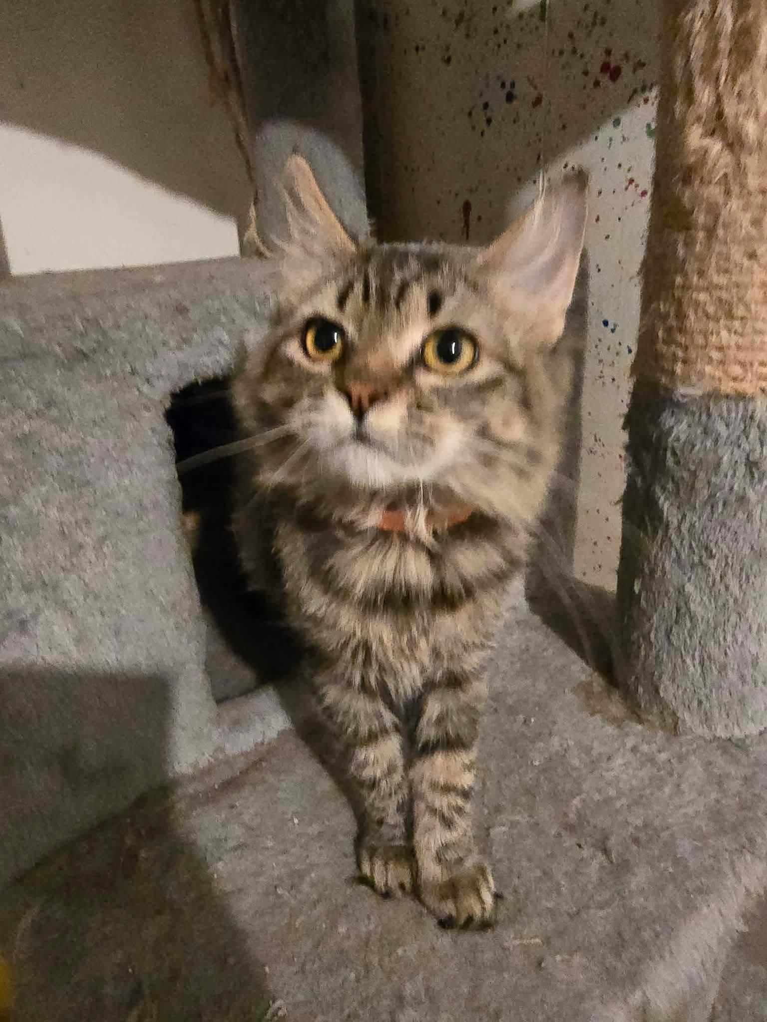 Enlarge Ember, a Adoptable Domestic Medium Hair in Bonney Lake, WA image 1/3
