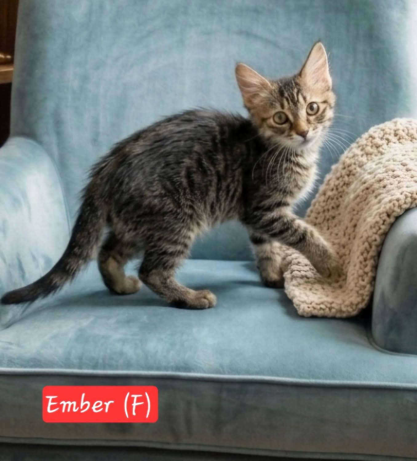Ember, ADOPTABLE, Kitten Female Domestic Medium Hair.