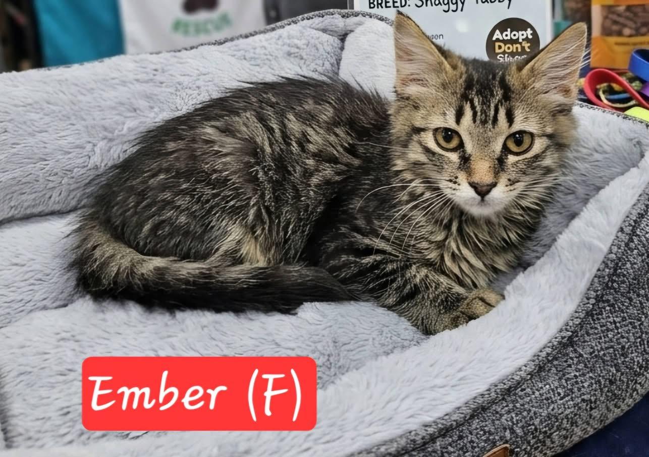 Ember, a ADOPTABLE Domestic Medium Hair in Bonney Lake, WA image 2/2