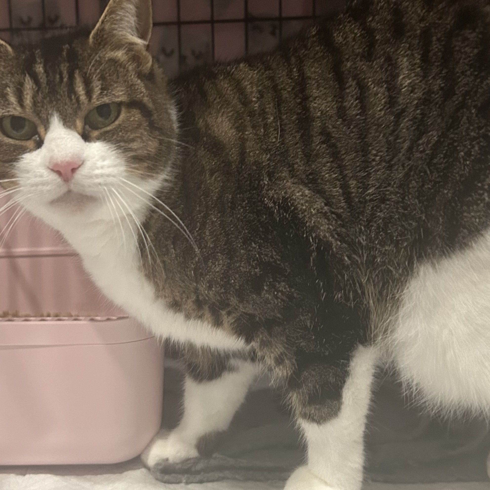 Enlarge Little One , a Adoptable Domestic Short Hair in Sayville, NY image 4/6