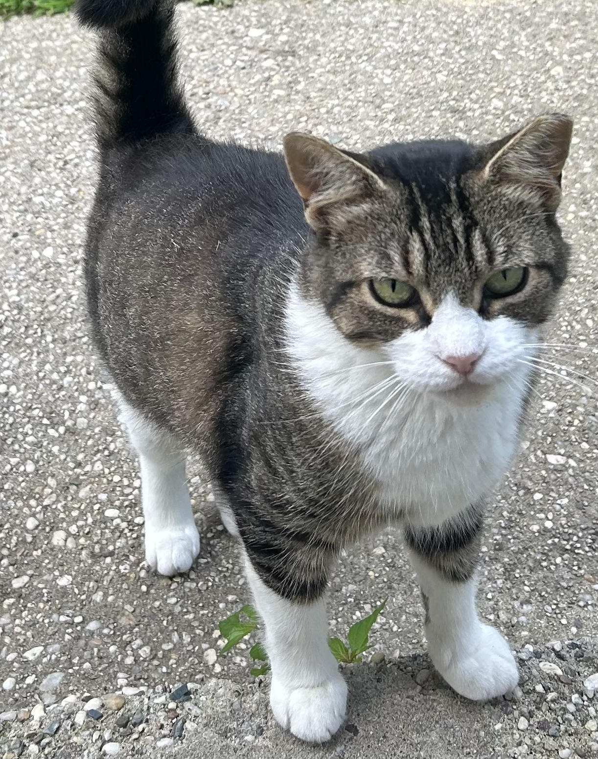 Enlarge Little One , a Adoptable Domestic Short Hair in Sayville, NY image 6/6
