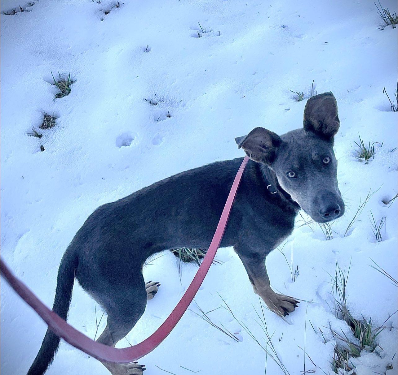 Enlarge Elpis (aka Izzy), a ADOPTABLE mixed breed in Tucson, AZ image 1/5