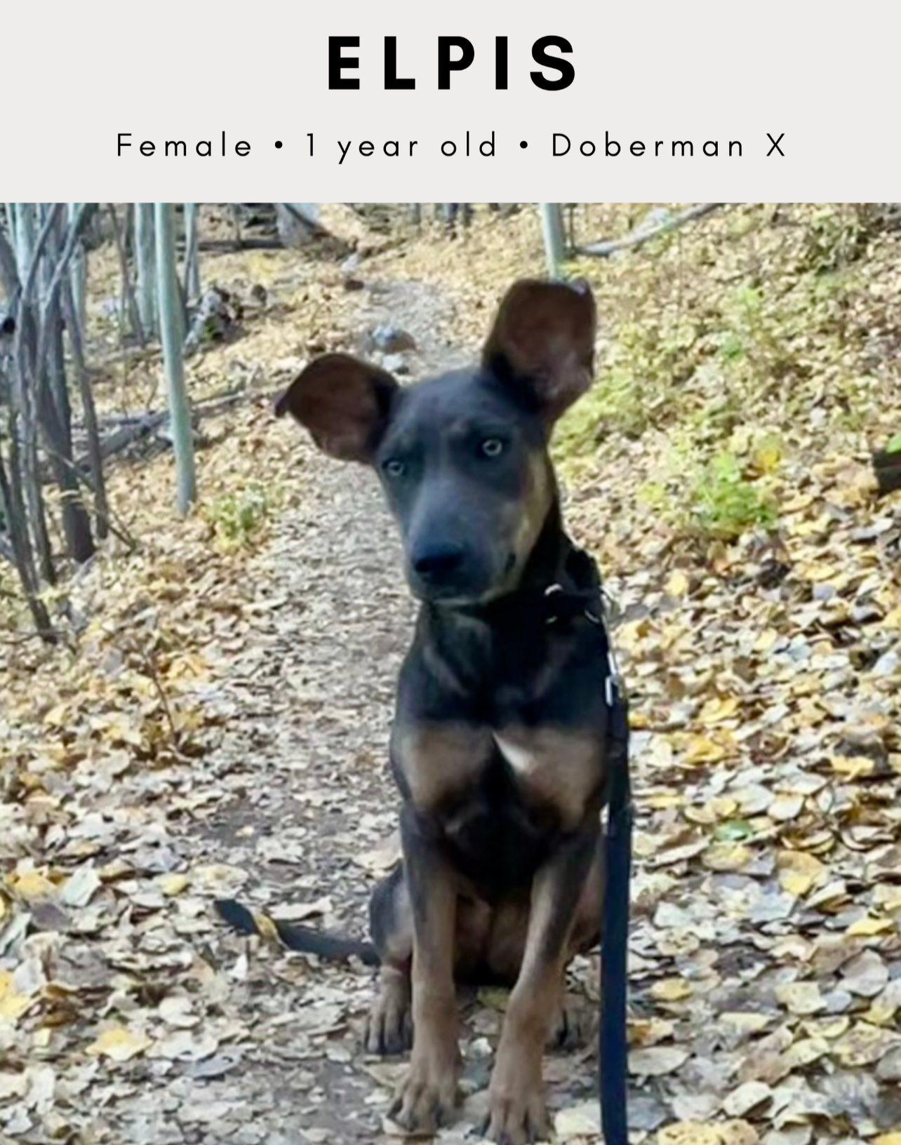 Enlarge Elpis (aka Izzy), a ADOPTABLE mixed breed in Tucson, AZ image 2/5