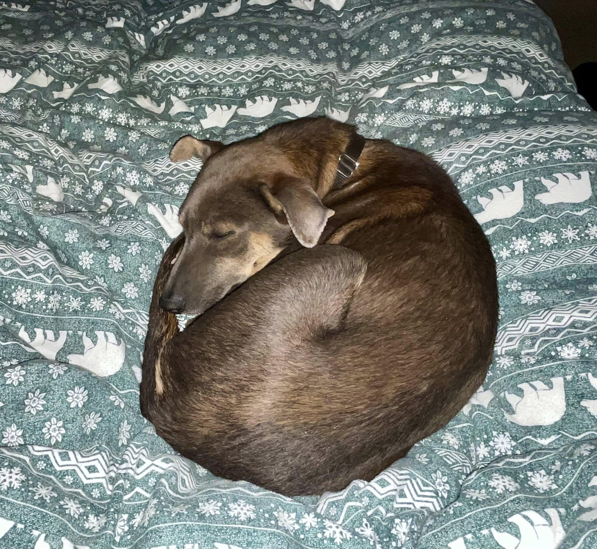 Enlarge Elpis (aka Izzy), a ADOPTABLE mixed breed in Tucson, AZ image 5/5