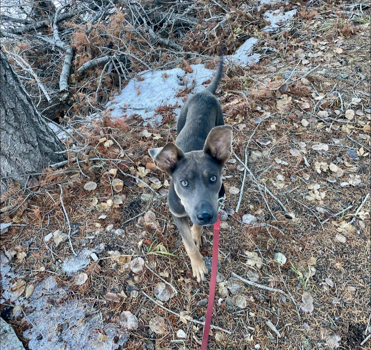 Enlarge Elpis (aka Izzy), a ADOPTABLE mixed breed in Tucson, AZ image 3/5