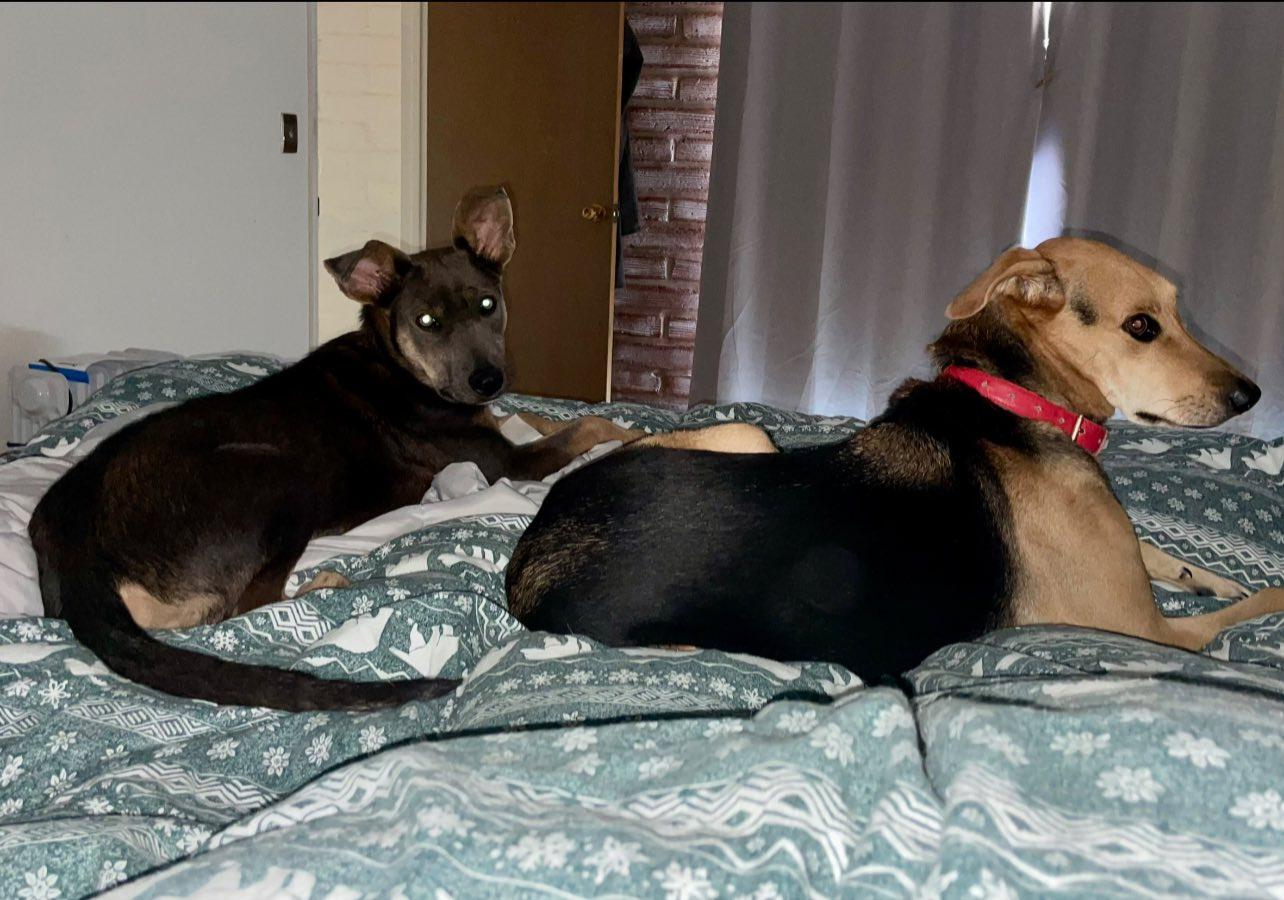 Enlarge Elpis (aka Izzy), a ADOPTABLE mixed breed in Tucson, AZ image 4/5