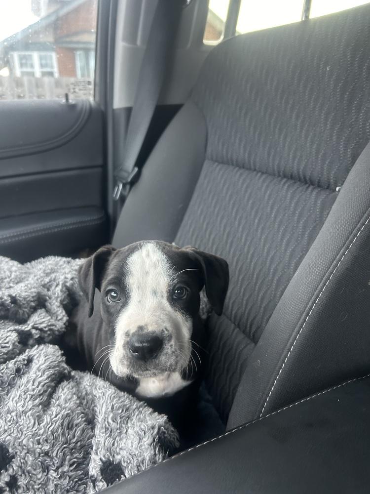 Griswald thumbnail 2