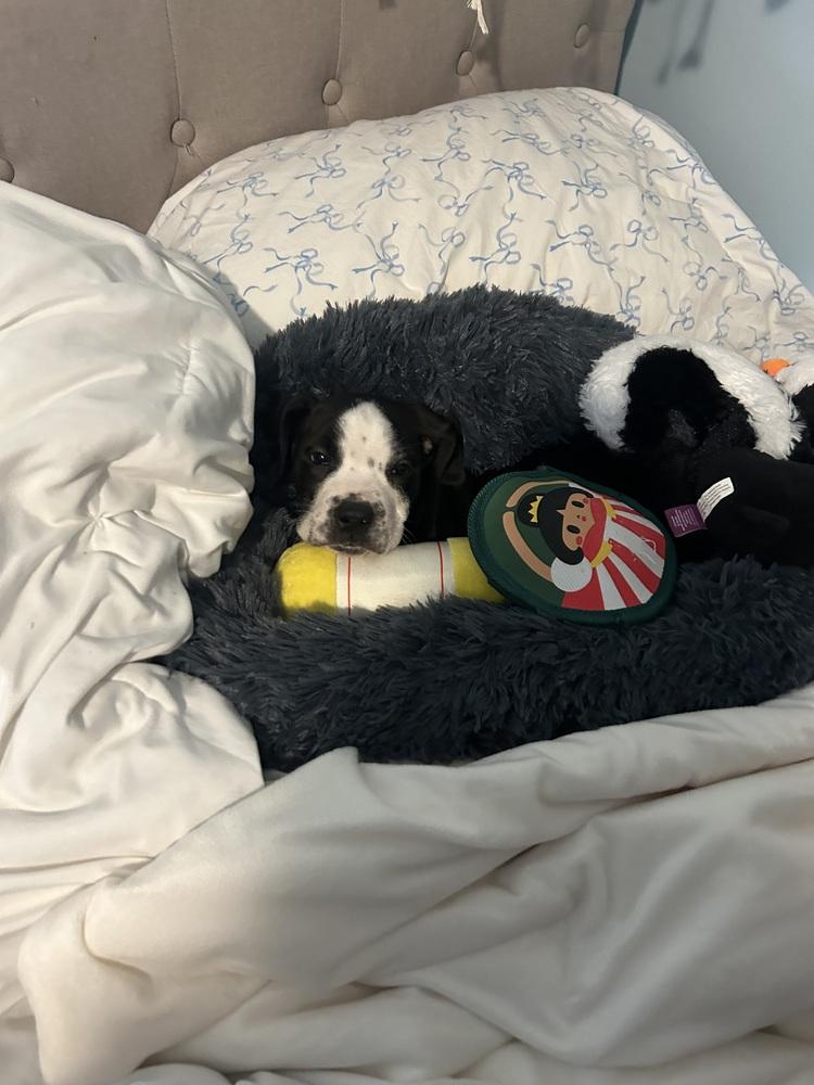 Griswald thumbnail 3