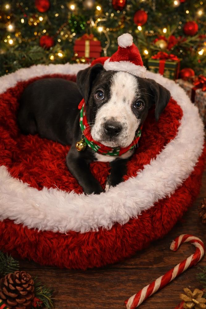 Griswald thumbnail 4