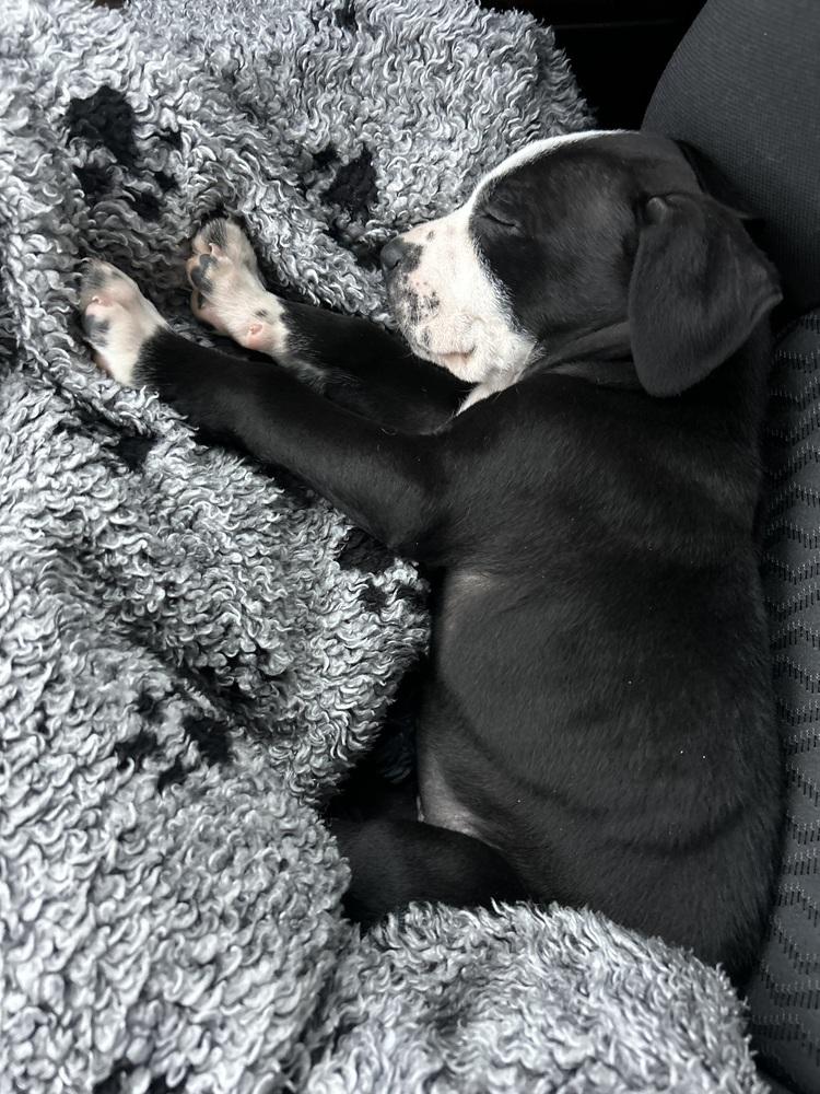 Griswald thumbnail 5