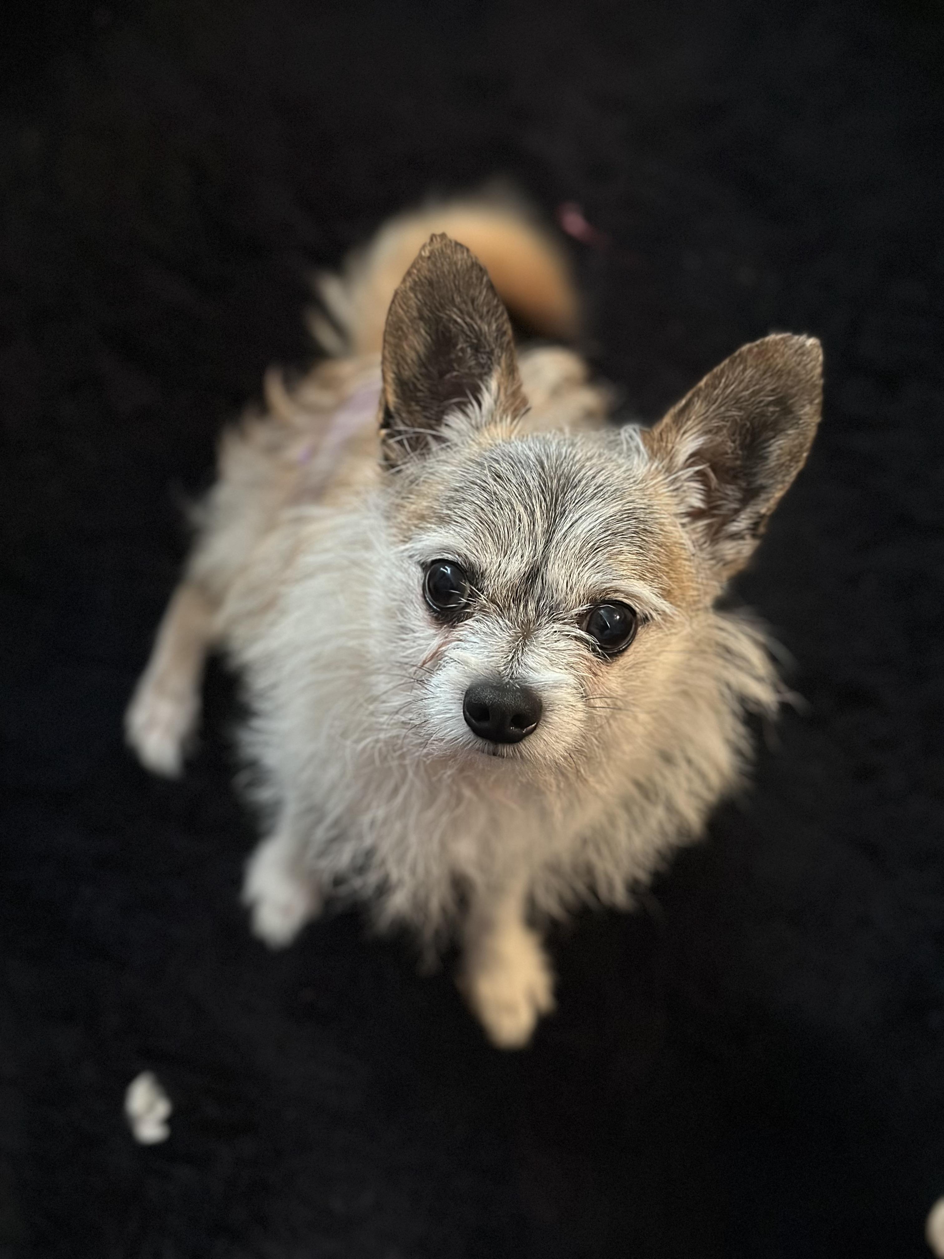 Lobito, an adopted mixed breed in Atlanta, GA image 2/5