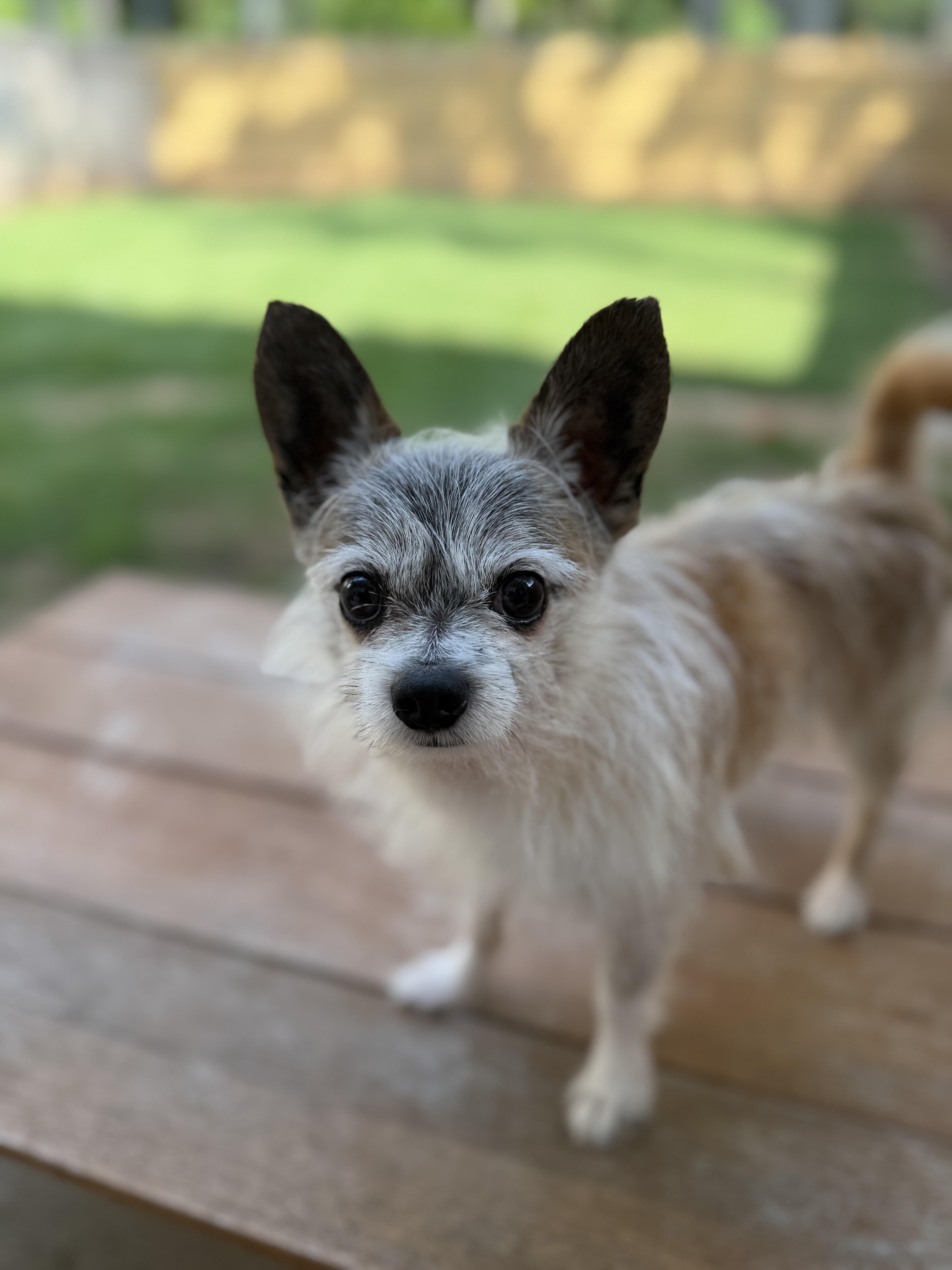 Lobito, adopted, Adult Male Chihuahua & Yorkshire Terrier.