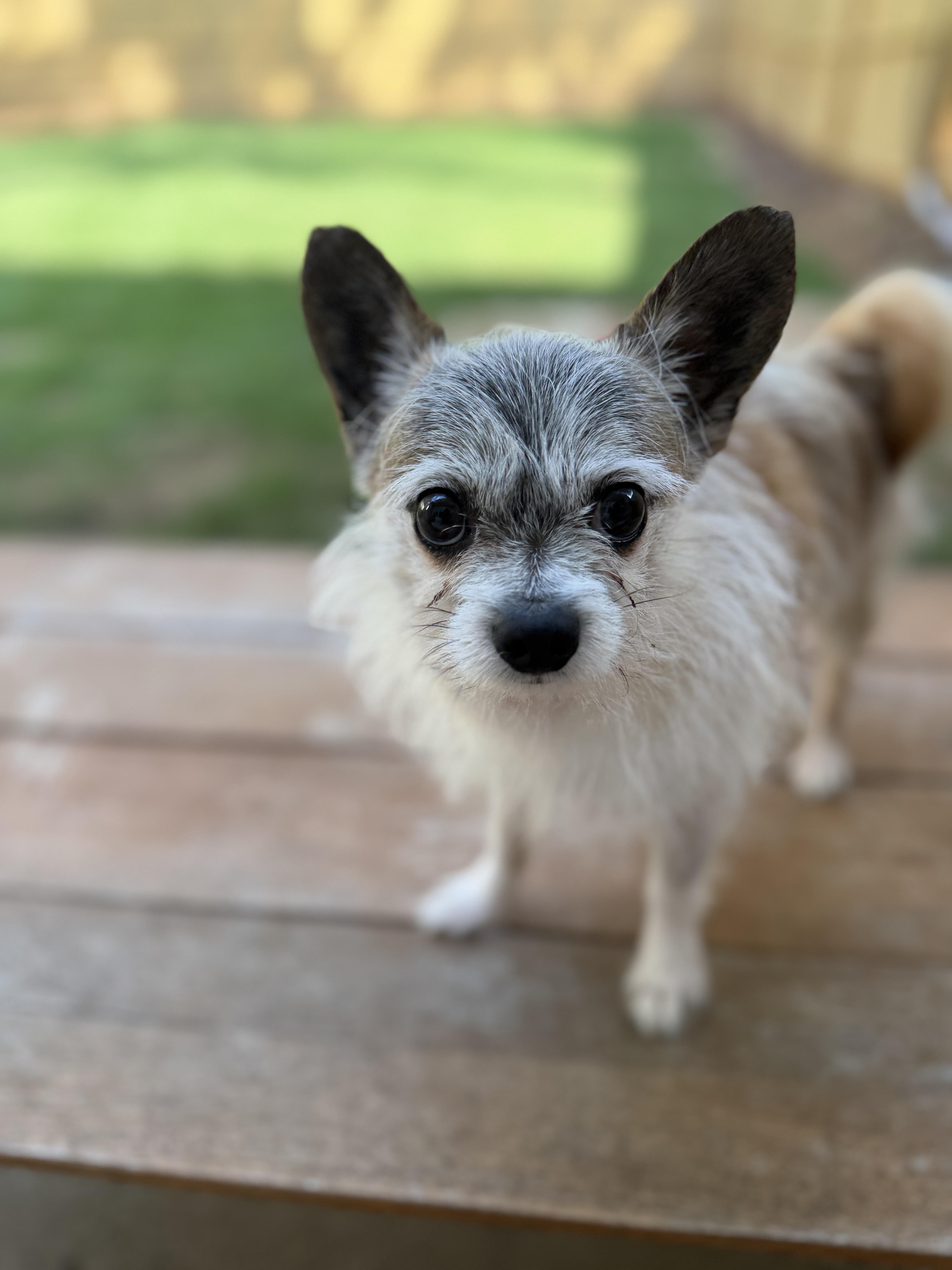 Lobito, an adopted mixed breed in Atlanta, GA image 5/5
