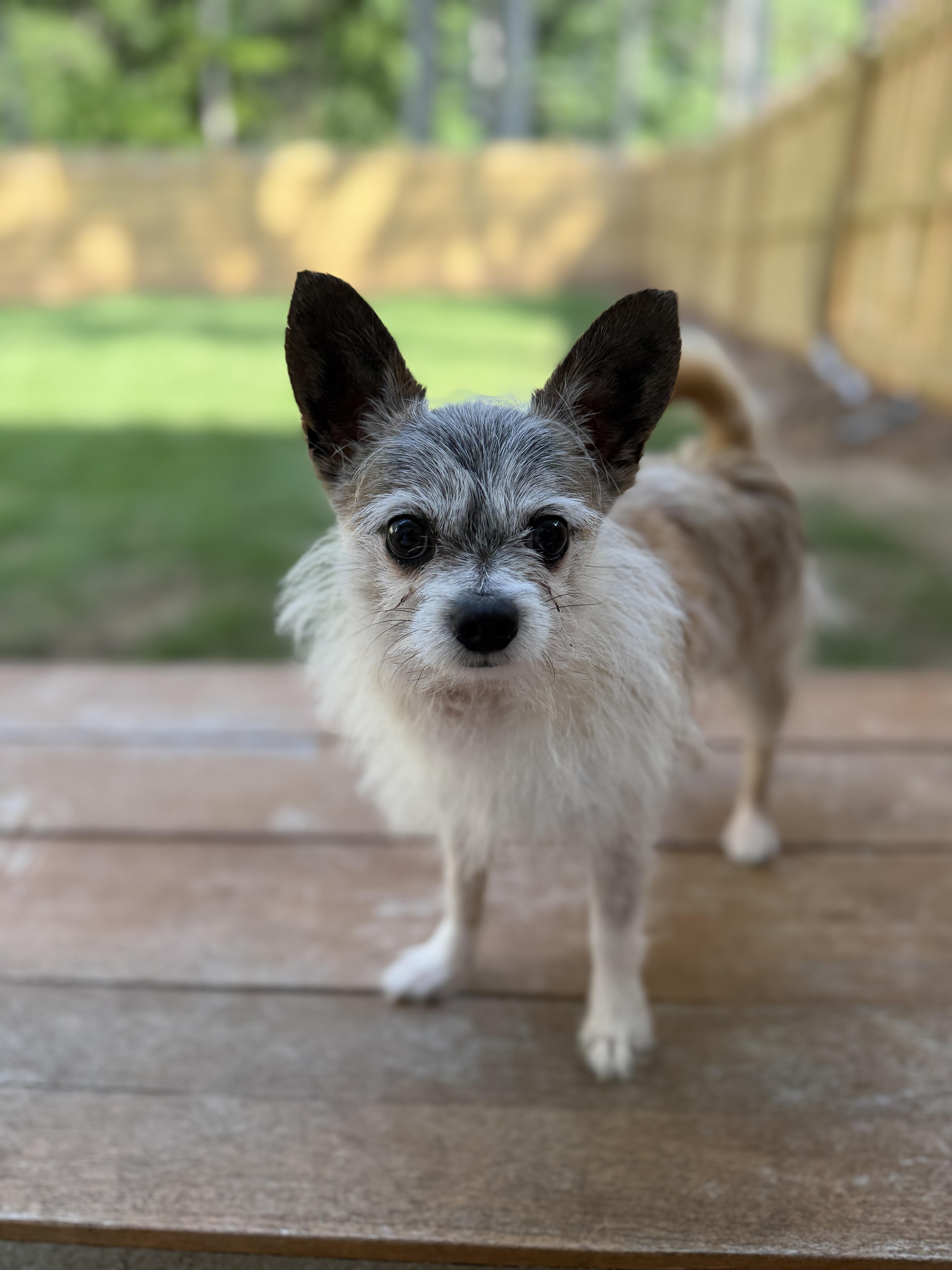 Lobito, an adopted mixed breed in Atlanta, GA image 4/5