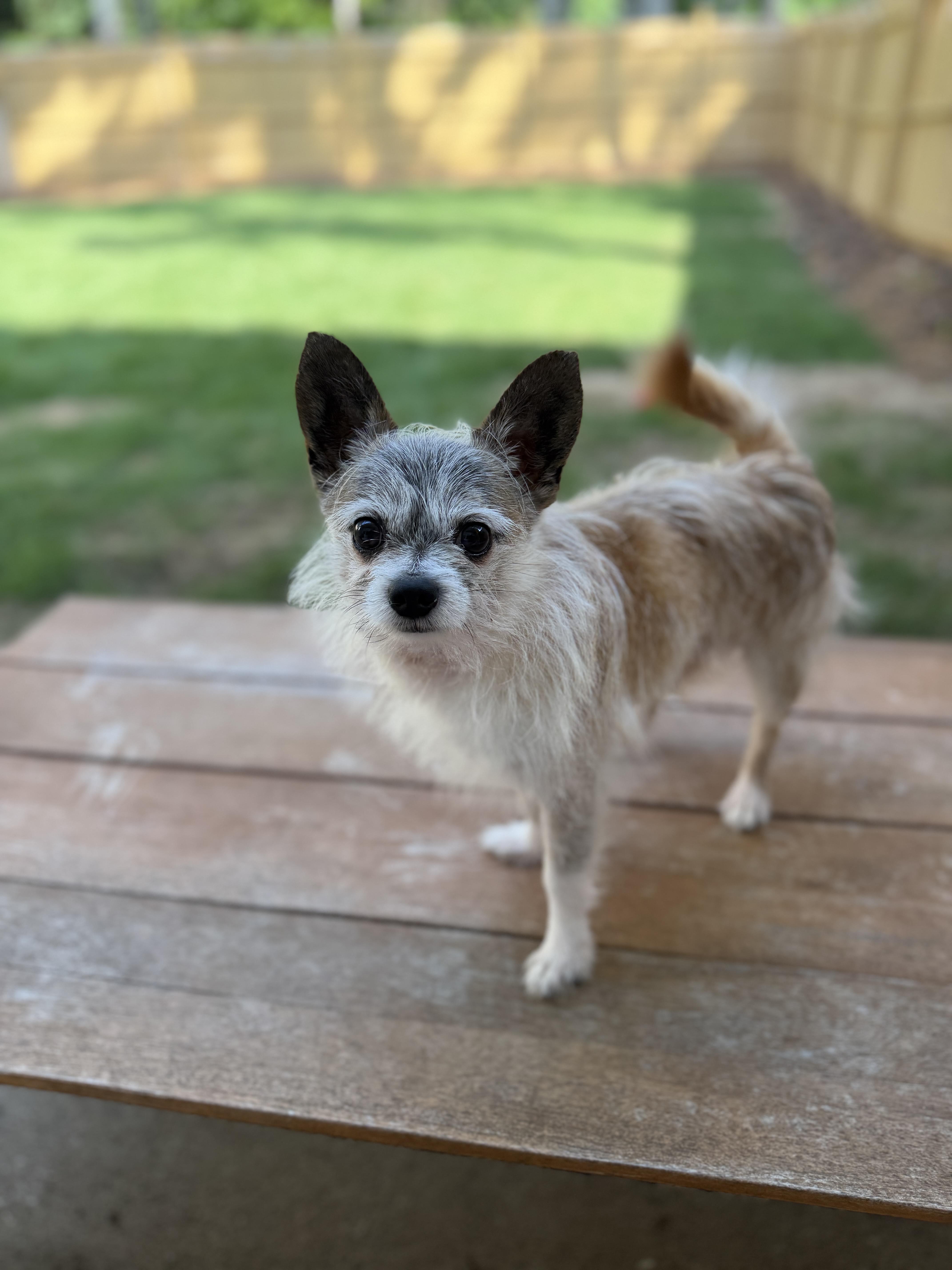 Lobito, an adopted mixed breed in Atlanta, GA image 3/5