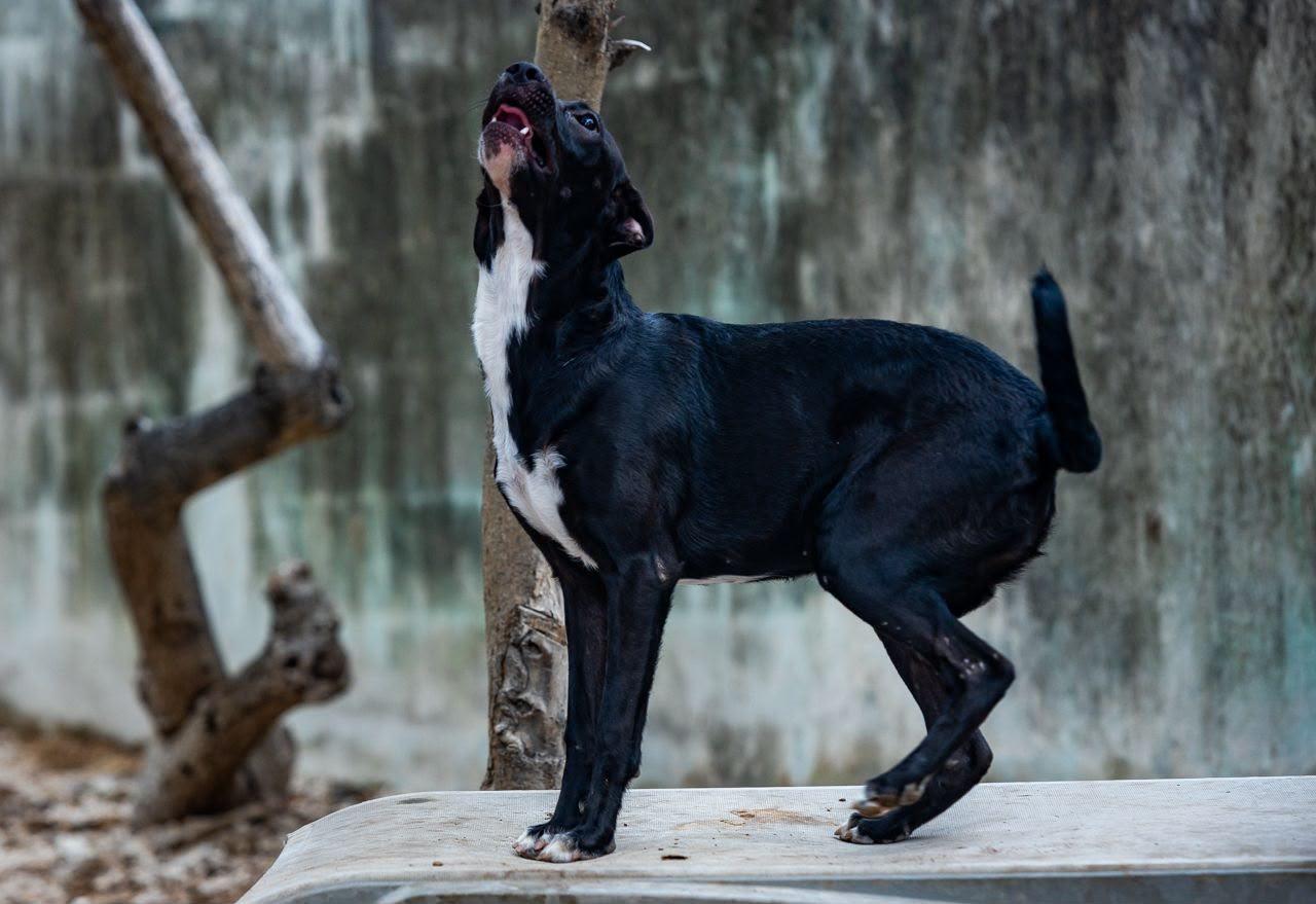 Enlarge Bella, a ADOPTABLE mixed breed in New York, NY image 2/2