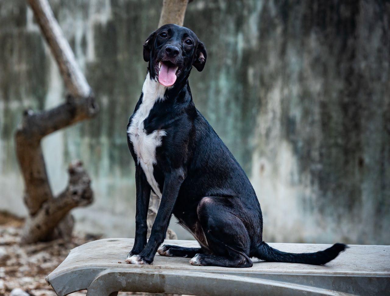 Bella, ADOPTABLE, Young Female Labrador Retriever & English Pointer.