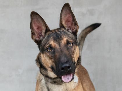 Pedro, Adoptable, Young Male Mixed Breed & Mixed Breed.