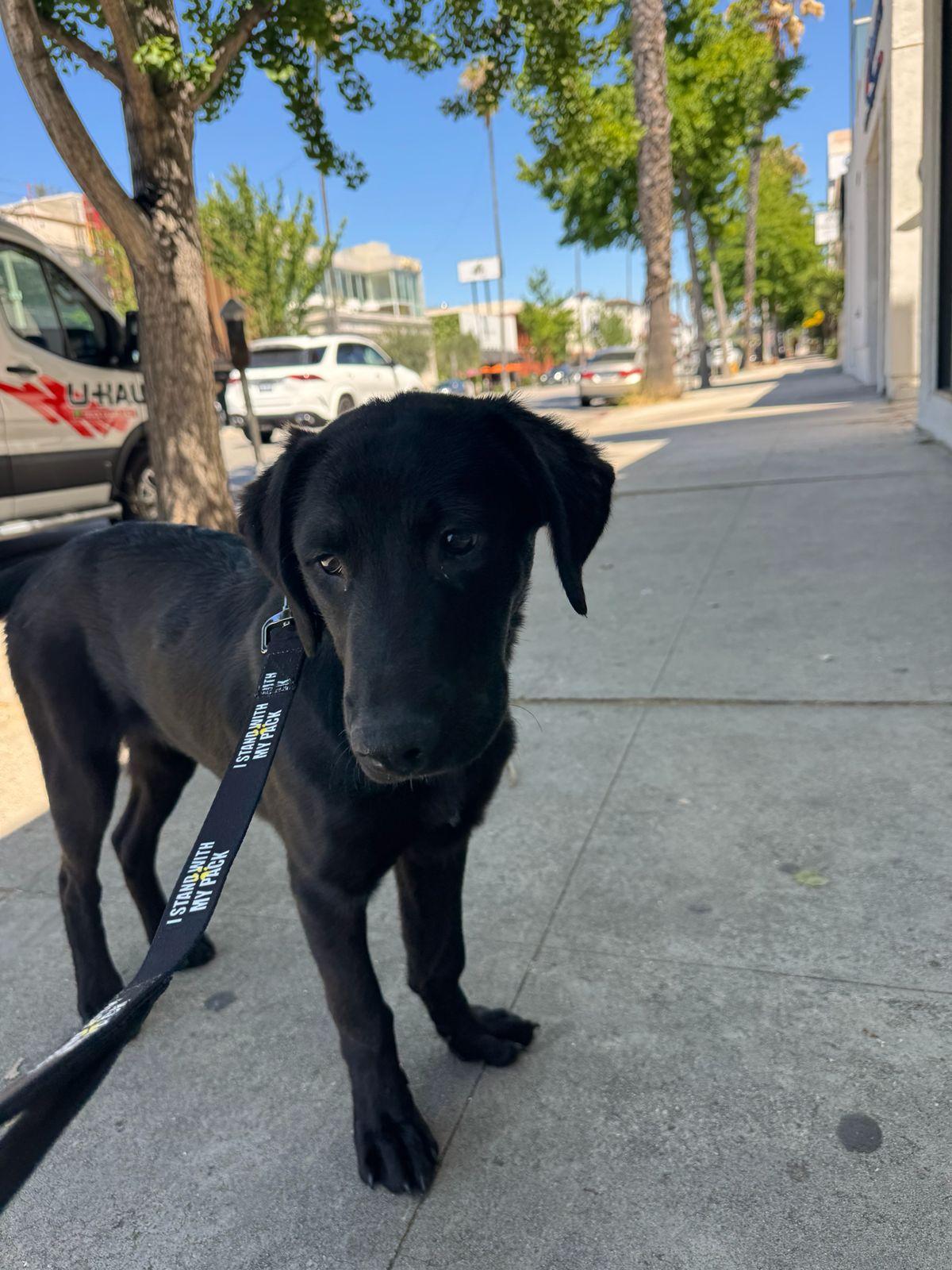 Enlarge Harley, an adopted Labrador Retriever in Los Angeles, CA image 3/6
