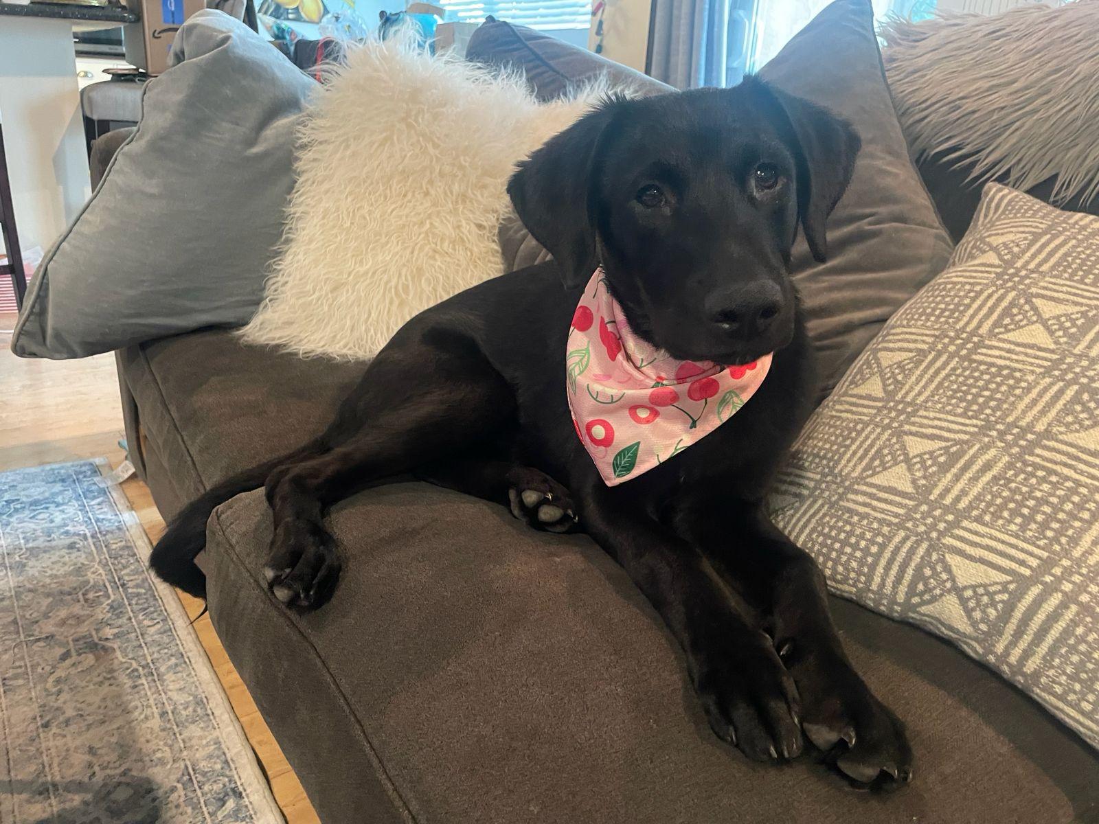Enlarge Harley, an adopted Labrador Retriever in Los Angeles, CA image 1/6