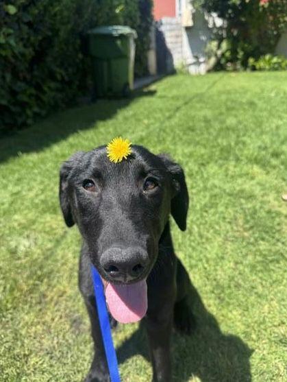 Enlarge Harley, an adopted Labrador Retriever in Los Angeles, CA image 2/6