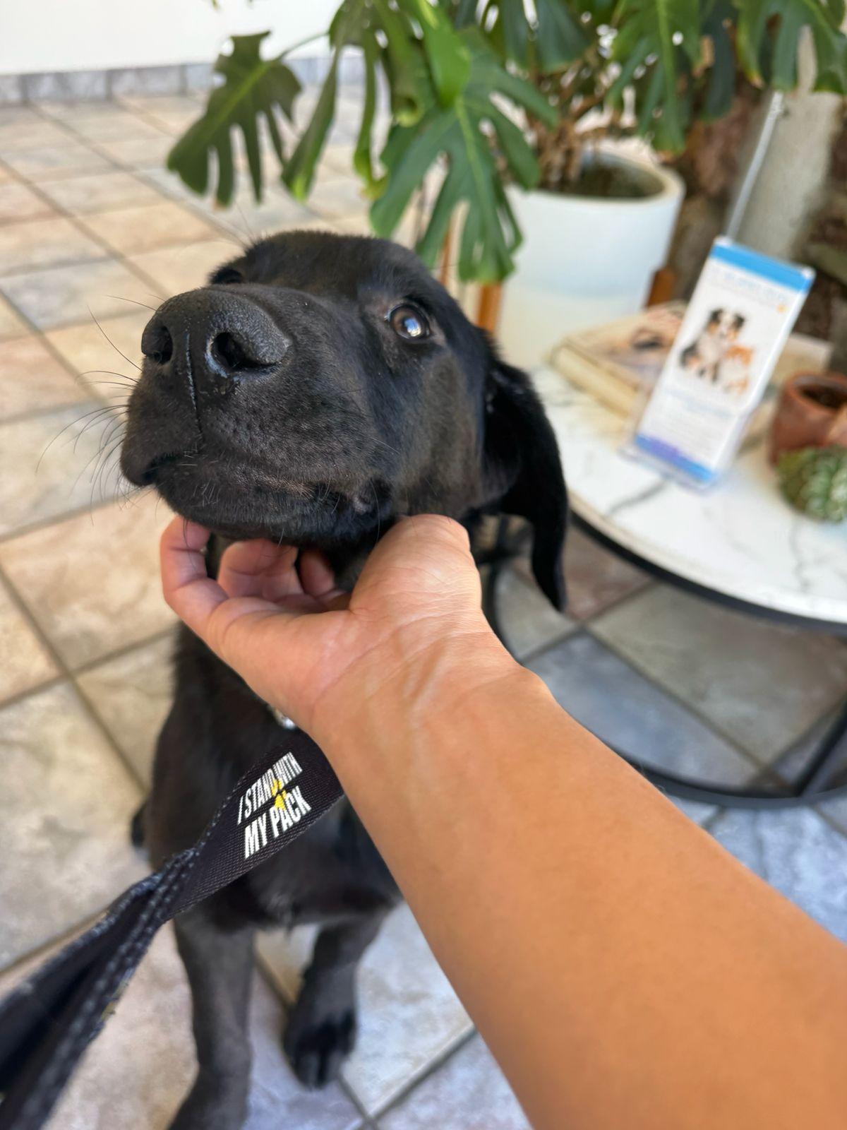 Enlarge Harley, an adopted Labrador Retriever in Los Angeles, CA image 6/6