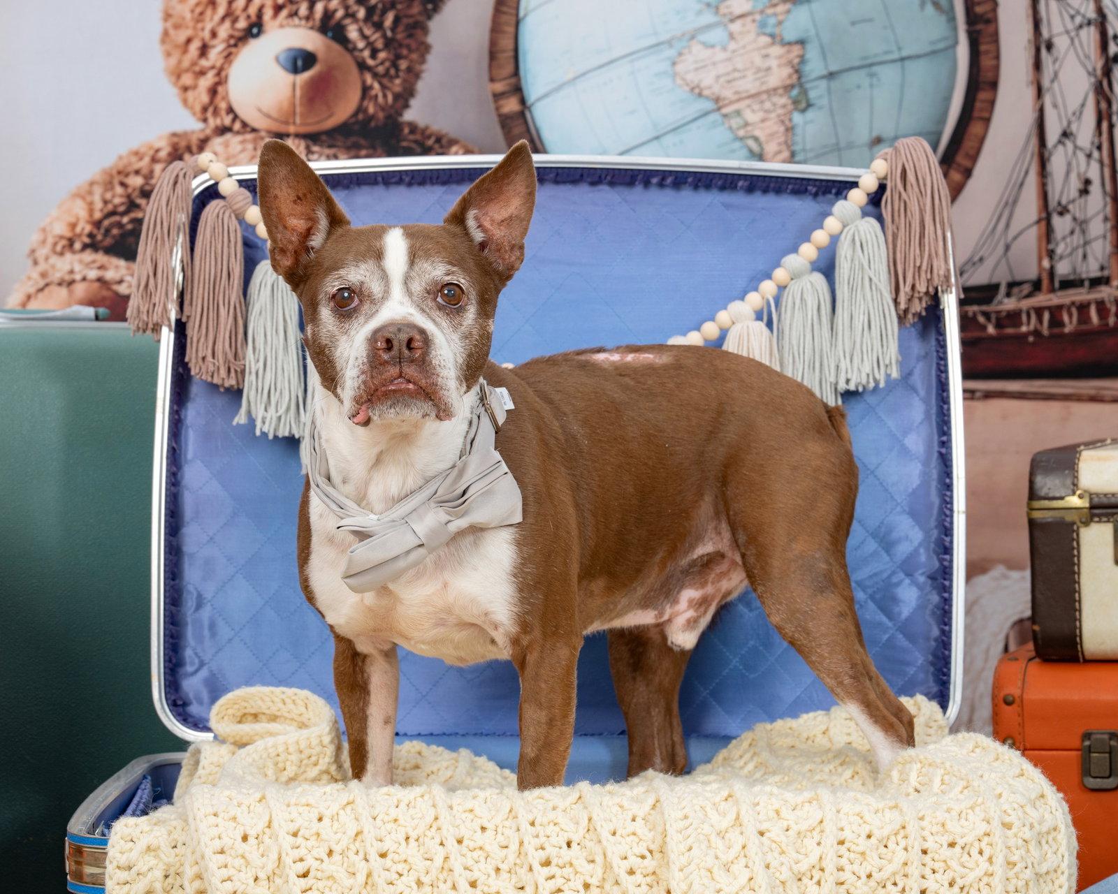 Sir Charles, a Adoptable Boston Terrier in Huntington Beach, CA image 1/3