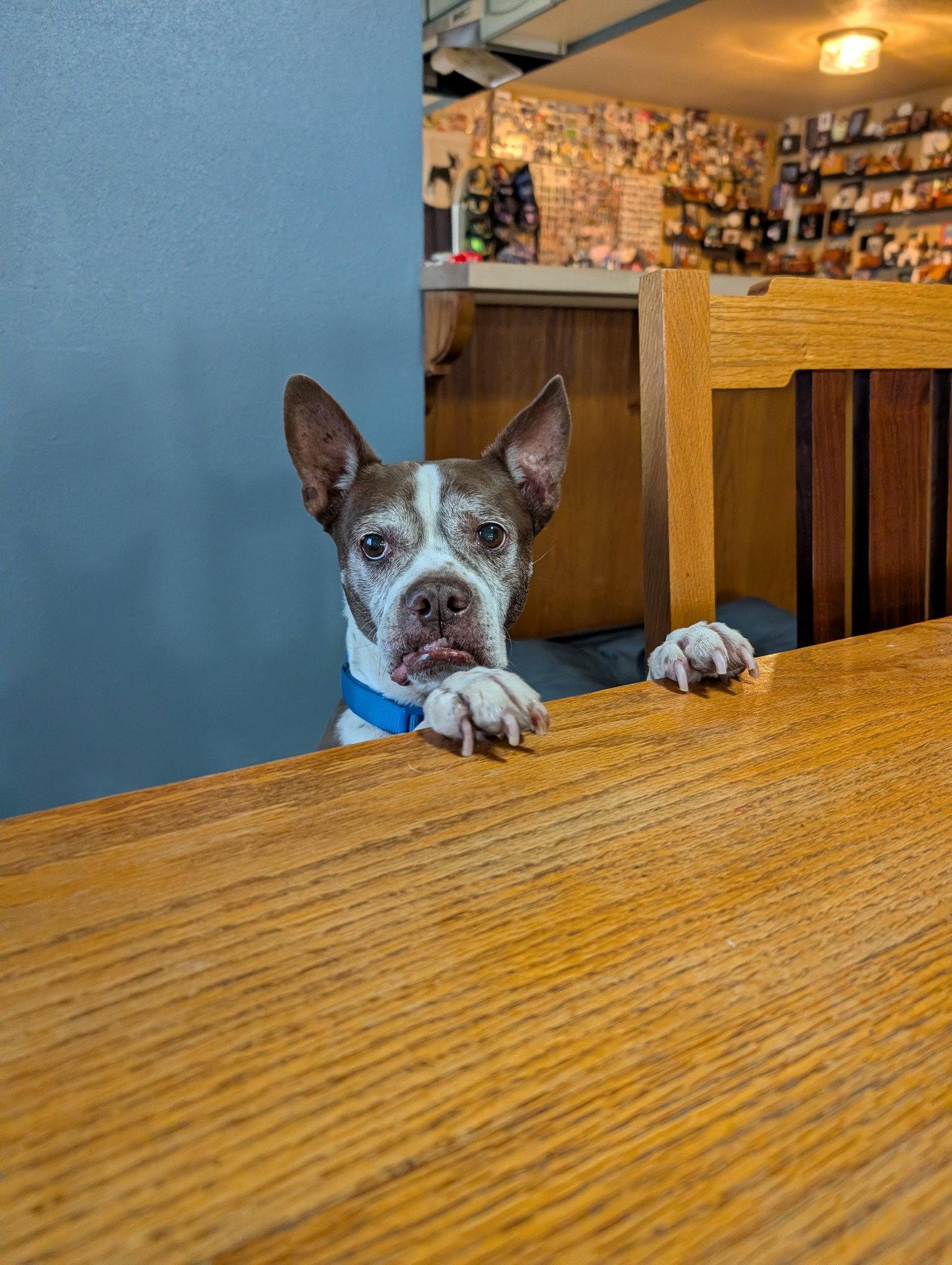 Sir Charles, a Adoptable Boston Terrier in Huntington Beach, CA image 2/3