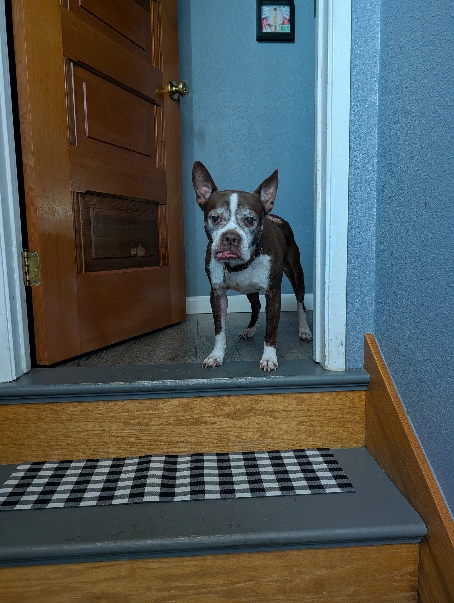 Sir Charles, a Adoptable Boston Terrier in Huntington Beach, CA image 3/3
