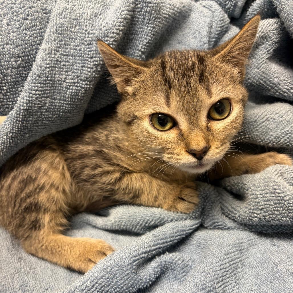 Mandy, Adoptable, Kitten Female Domestic Short Hair.