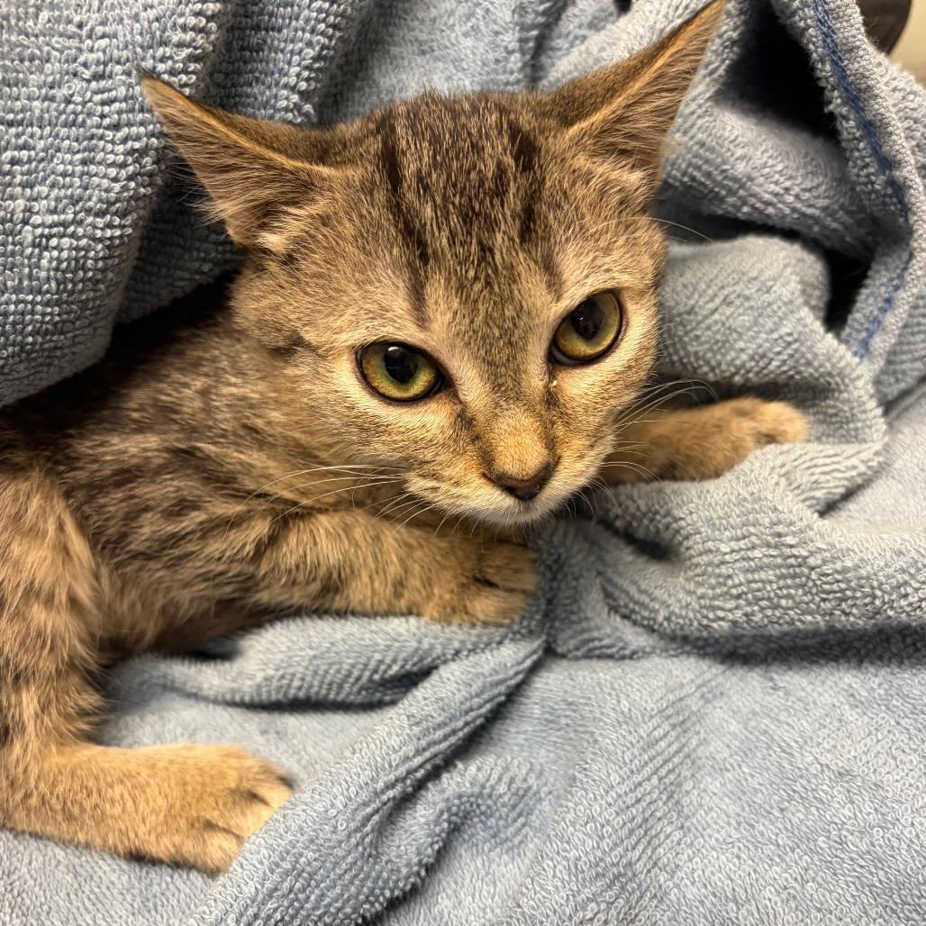 Enlarge Mandy, a Adoptable Domestic Short Hair in Waldorf, MD image 2/4