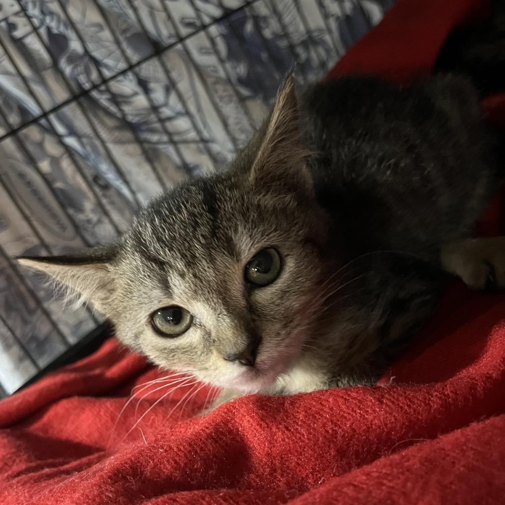 Enlarge Mandy, a Adoptable Domestic Short Hair in Waldorf, MD image 3/4