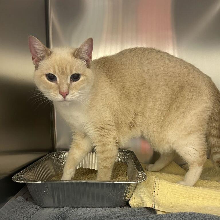 Queso, Adoptable, Adult Female Domestic Short Hair.