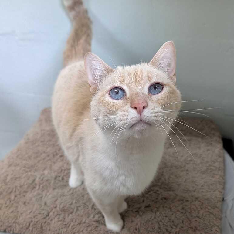 Enlarge Queso, a Adoptable Domestic Short Hair in Asheville, NC image 2/3