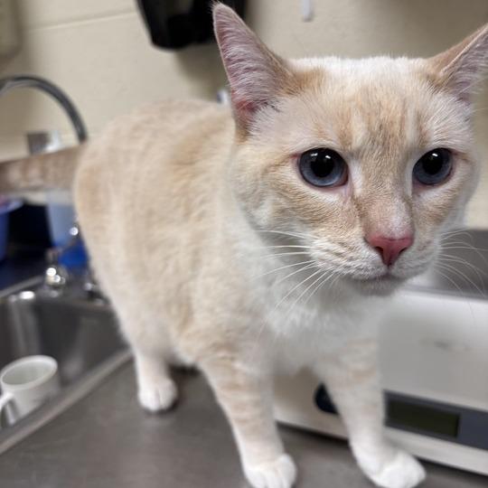 Enlarge Queso, a Adoptable Domestic Short Hair in Asheville, NC image 3/3