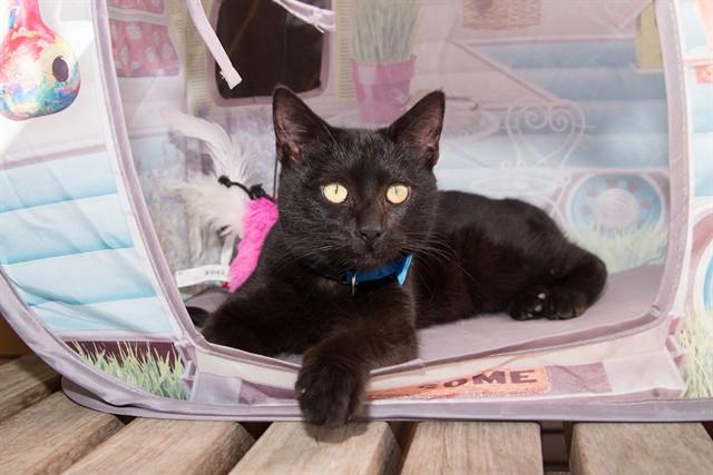Enlarge CHARLIE, a Adoptable Domestic Short Hair in Santa Monica, CA image 1/1