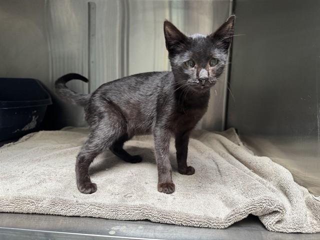 Enlarge CHARLIE, a Adoptable Domestic Short Hair in Santa Monica, CA image 1/1