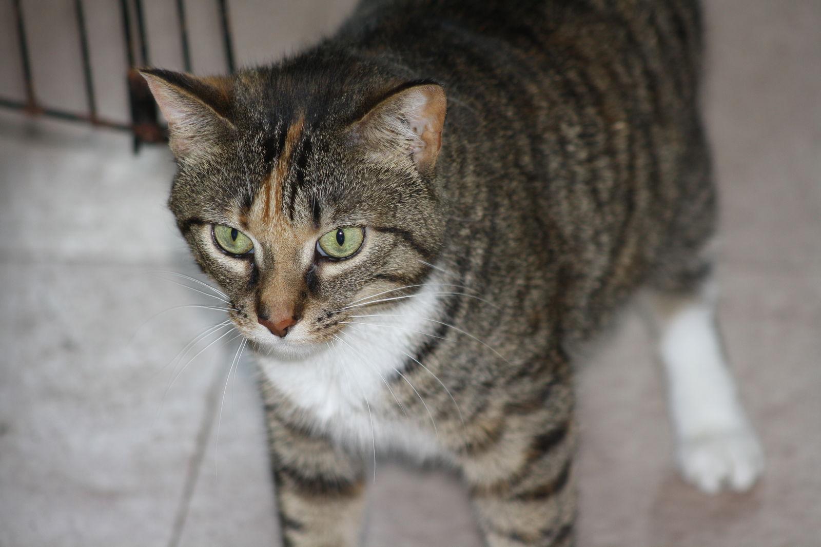 Zena, a Adoptable Domestic Short Hair in Lockport, NY image 1/6