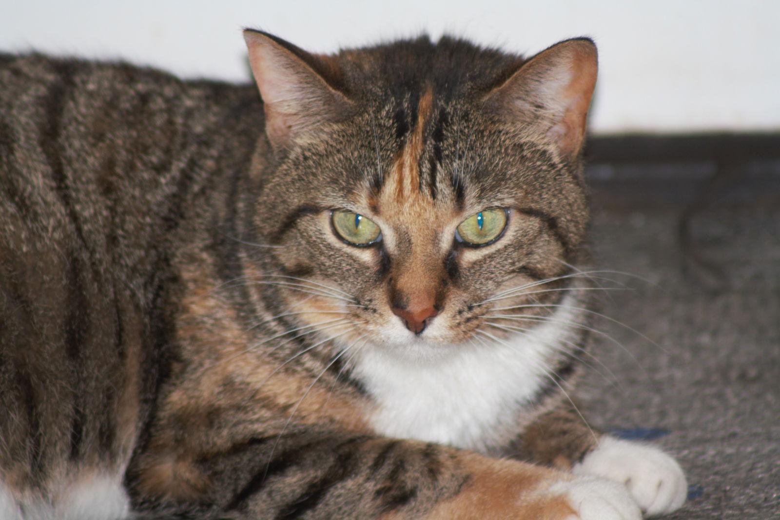Zena, a Adoptable Domestic Short Hair in Lockport, NY image 2/6