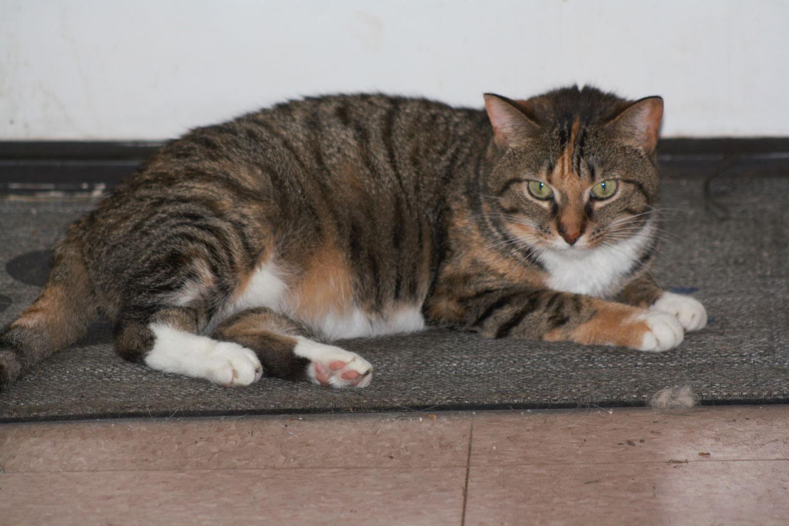 Zena, a Adoptable Domestic Short Hair in Lockport, NY image 3/6