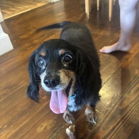 Winston, ADOPTABLE, Senior • Male, Cavalier King Charles Spaniel.