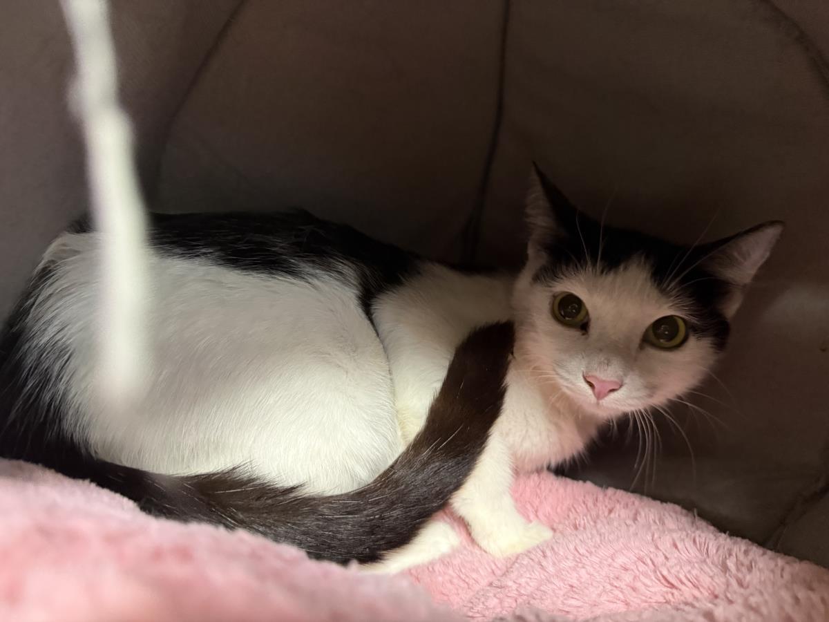 Bessie Mooie, Adoptable, Adult Female Domestic Short Hair & Tuxedo.