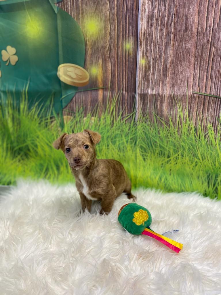 Enlarge Juliet , an adoptable mixed breed in Burgaw, NC image 1/1