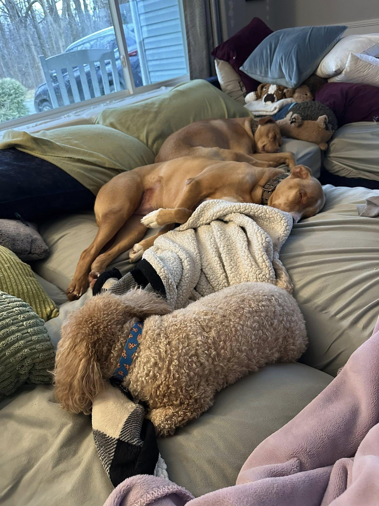 Tyson and Romeo - Courtesy Post, ADOPTABLE, Adult Male Labrador Retriever.