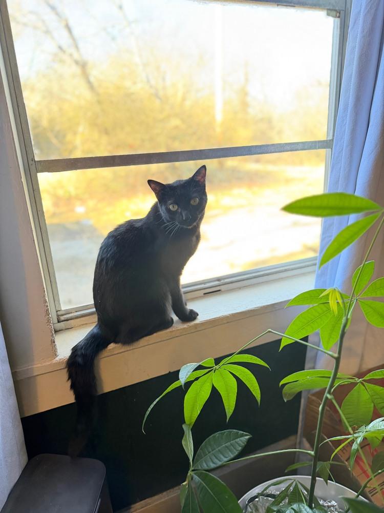 Sissy, Adoptable, Adult Female Domestic Short Hair.