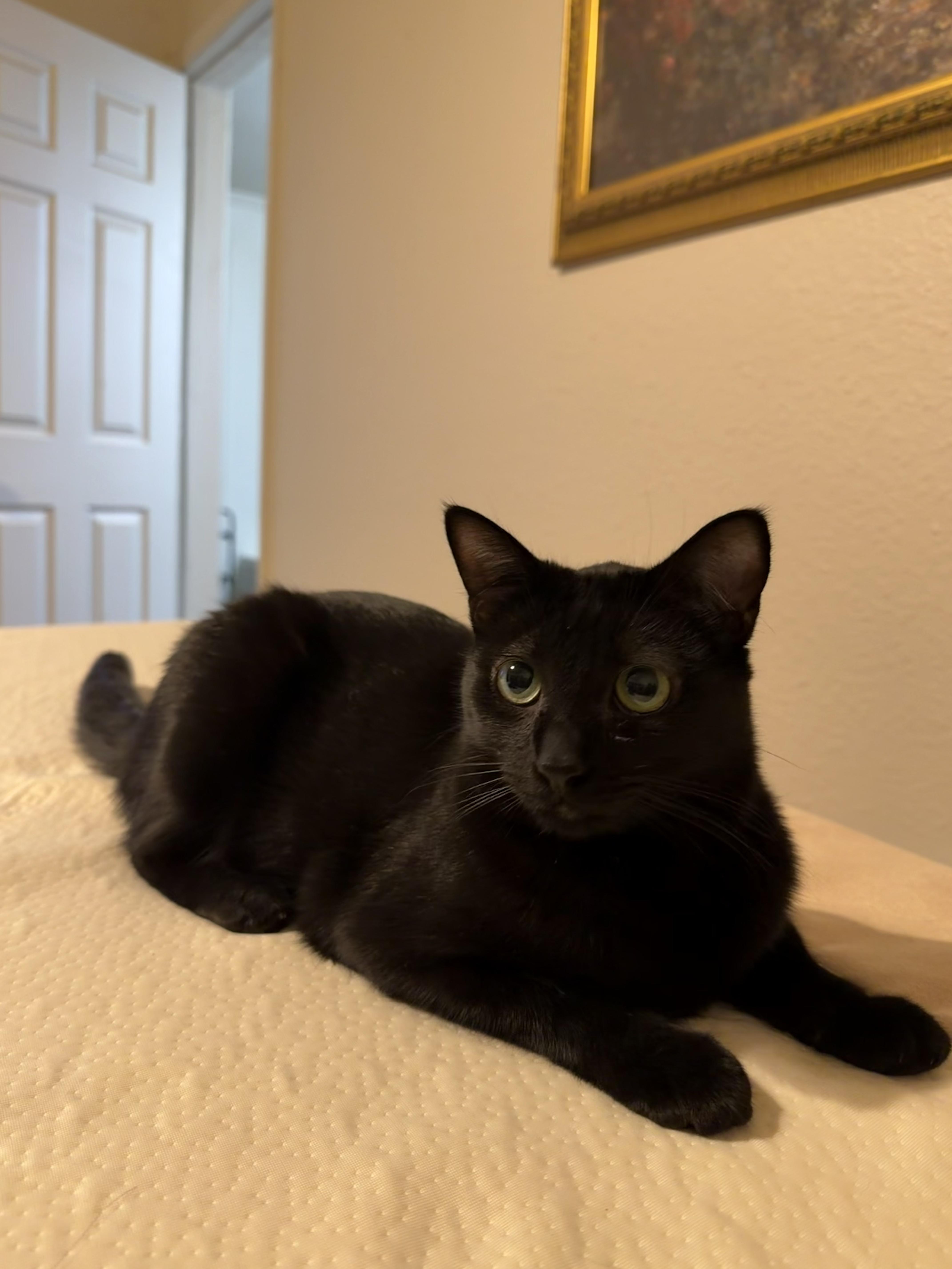 Enlarge Sissy, a Adoptable Domestic Short Hair in Little Rock, AR image 2/5