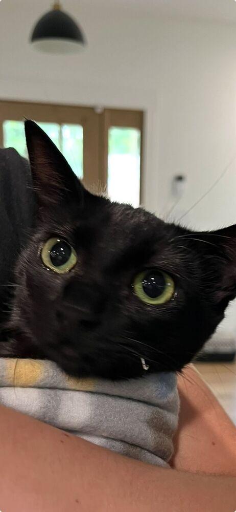 Enlarge Sissy, a Adoptable Domestic Short Hair in Little Rock, AR image 1/2