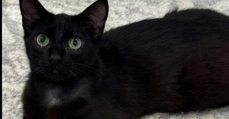 Enlarge Sissy, a Adoptable Domestic Short Hair in Little Rock, AR image 2/2