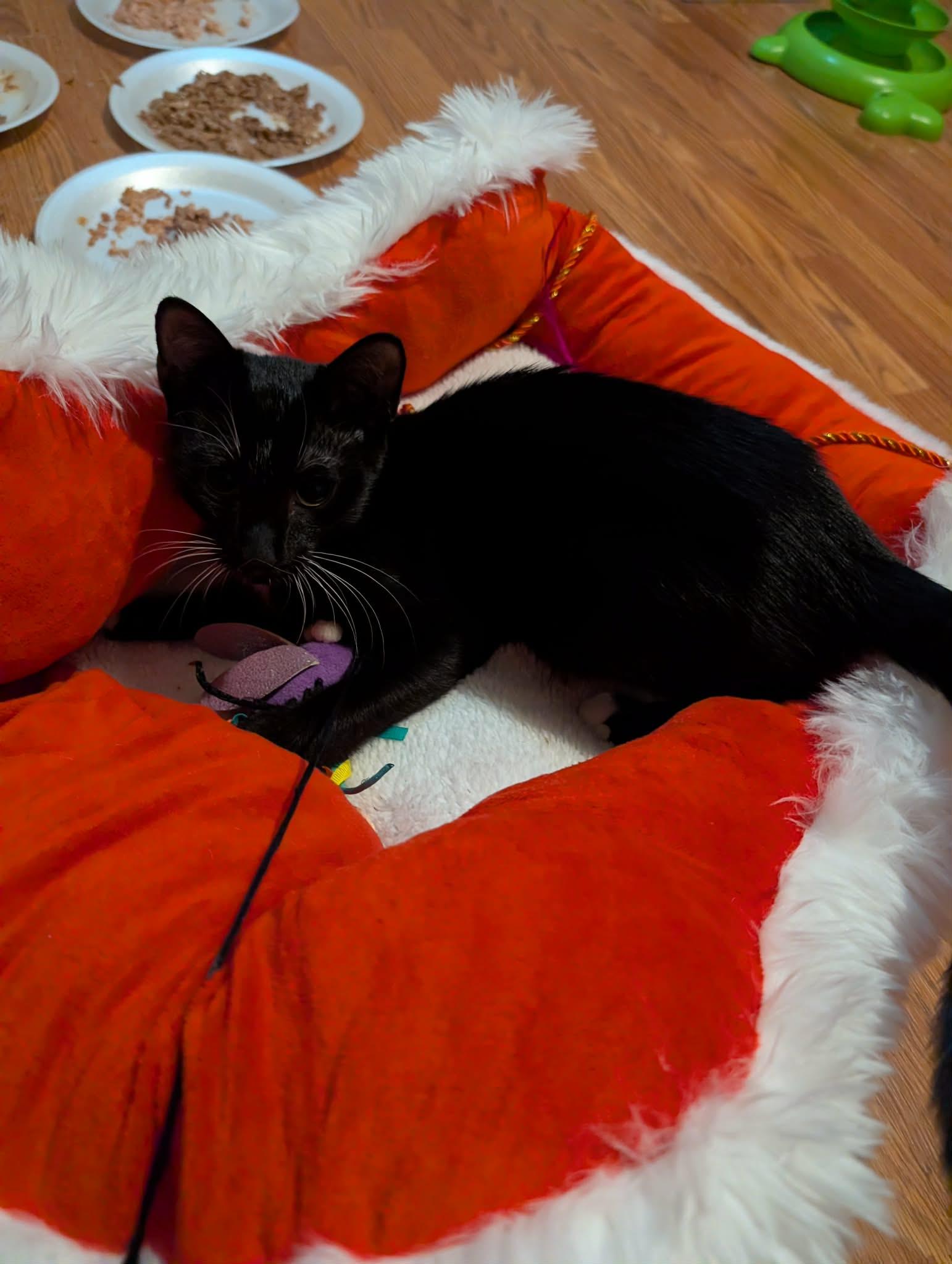 Enlarge Henry, a Adoptable Tuxedo in Granite Falls, NC image 1/6